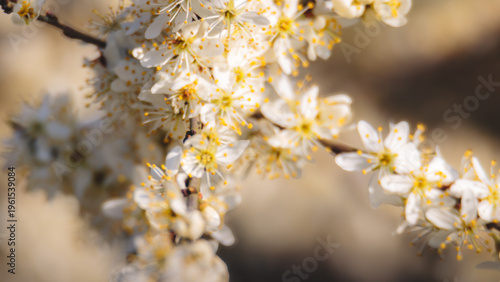 Wild Apple blossom, in strong spring sunshine, Hauxley Nature Reserve, Northumberland, March 2026. 
