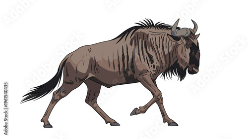 Solitary wildebeest walking across a plain white background showing detailed muscle and fur textures.