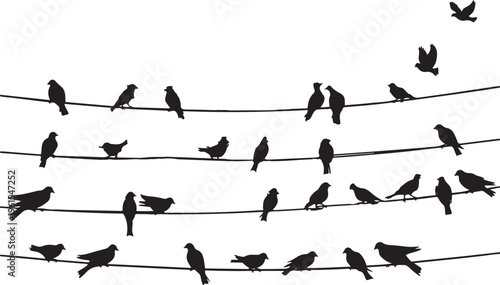 birds on wires icon