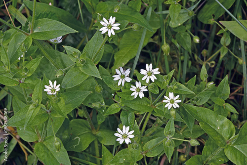 ウシハコベ（北海道・鶴居村）
