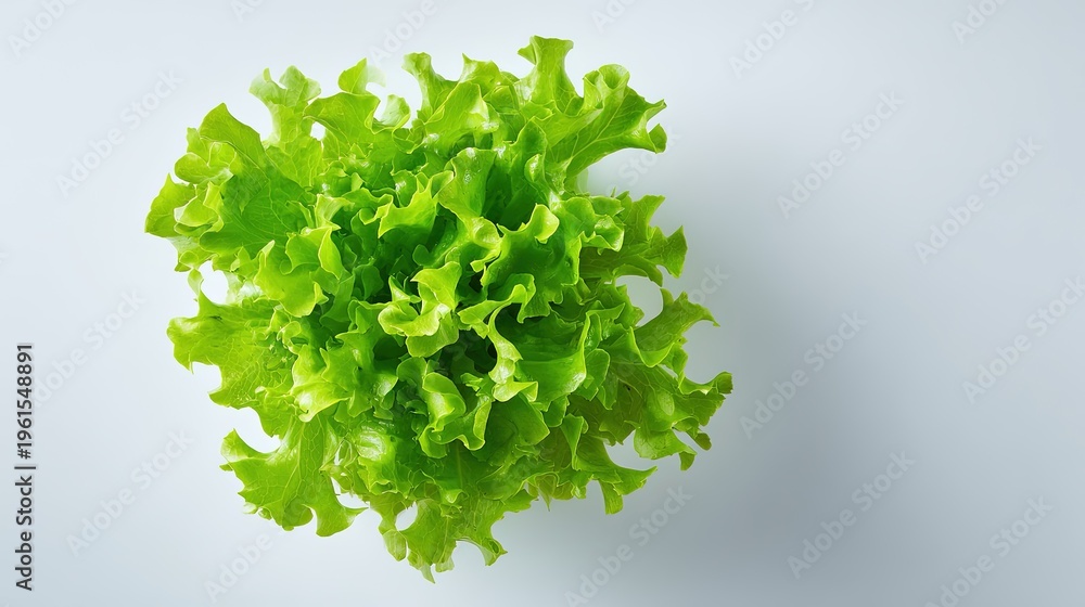Obraz premium Vibrant green oak leaf lettuce top down view against a plain light gray background