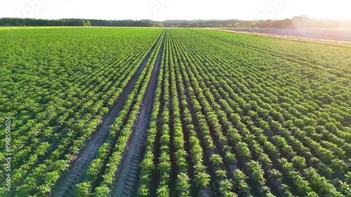 rows of corn plants