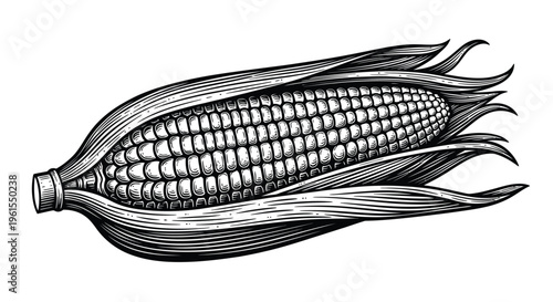 Detailed black and white vector illustration of a ripe ear of corn partially wrapped in husks