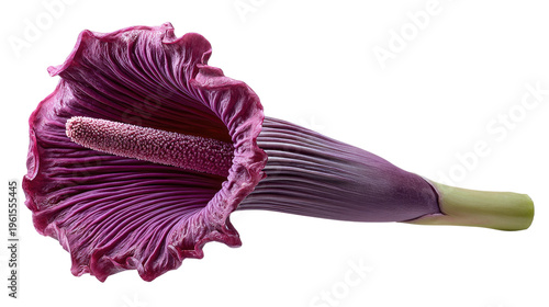 Rare Titan Arum Flower in Bloom: A close-up view unveils the majestic Titan Arum, a rare and giant flower, showcasing its unique form and intricate details.