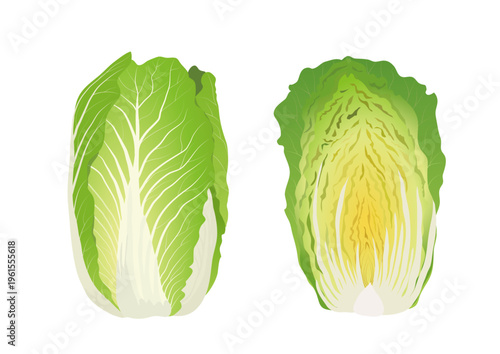 白菜 野菜 イラスト ベクター