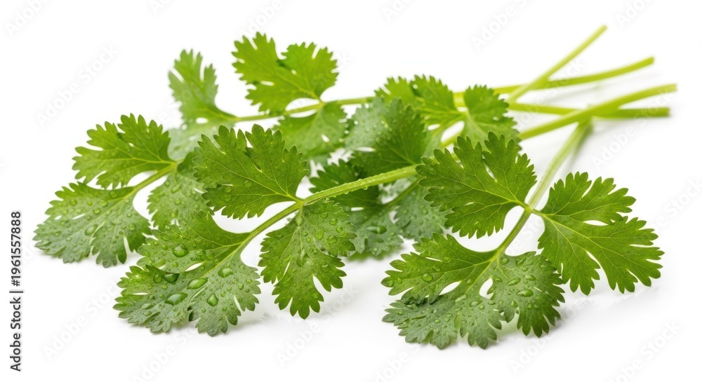 Fototapeta premium Fresh Cilantro Bunch Aromatic Herb for Culinary Delights.