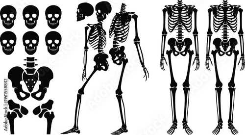 Human skeleton anatomy illustration, skulls pelvis leg bones, medical education reference, detailed skeletal structure, full body skeleton frontal side view