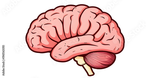 human brain, brain anatomy, brain sketch, brain drawing, brain outline, brain diagram, brain structure, nervous system, brain cortex, brain stem, cerebrum brain, cerebellum brain, neural network, brai