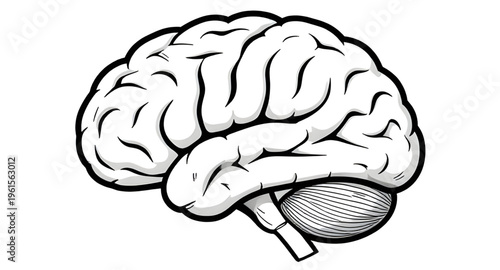 human brain, brain anatomy, brain sketch, brain drawing, brain outline, brain diagram, brain structure, nervous system, brain cortex, brain stem, cerebrum brain, cerebellum brain, neural network, brai