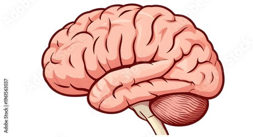 human brain, brain anatomy, brain sketch, brain drawing, brain outline, brain diagram, brain structure, nervous system, brain cortex, brain stem, cerebrum brain, cerebellum brain, neural network, brai