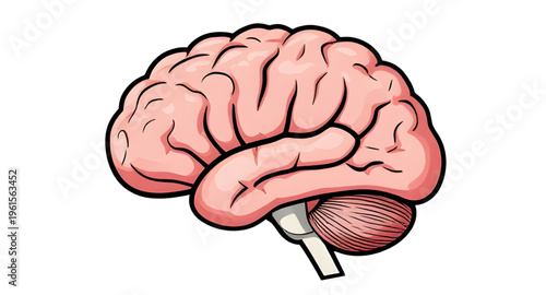 brain, human, anatomy, organ, mind, neuroscience, neurology, nervous, system, cortex, cerebrum, cerebellum, stem, neuron, neural, synapse, intelligence, thinking, cognition, memory, learning, psycholo