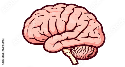 brain, human, anatomy, organ, mind, neuroscience, neurology, nervous, system, cortex, cerebrum, cerebellum, stem, neuron, neural, synapse, intelligence, thinking, cognition, memory, learning, psycholo