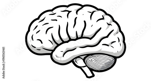 brain, human, anatomy, organ, mind, neuroscience, neurology, nervous, system, cortex, cerebrum, cerebellum, stem, neuron, neural, synapse, intelligence, thinking, cognition, memory, learning, psycholo