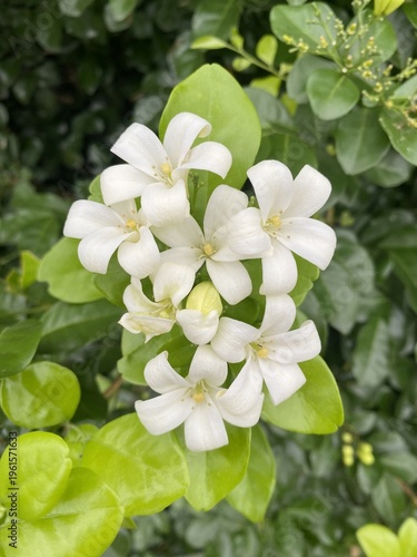 beautiful white orange jasmine flower in the garden