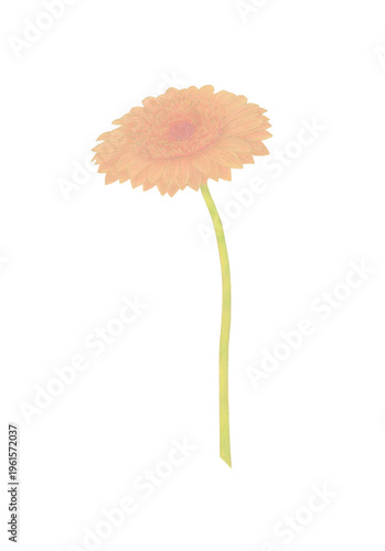 Pink Gerbera Flower Single Bloom Illustration in Colored Pencil and Watercolor