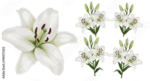 Elegant white oriental lily vector set with large single bloom and four detailed flower bunches for wedding and florist design