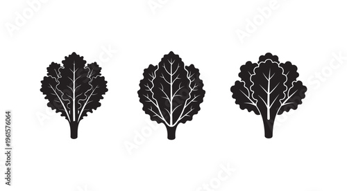 Silhouette of three leafy greens with white veins on plain white background  kale or lettuce leaves
