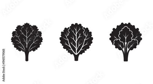 Three black silhouettes of leafy green vegetable  broccoli or cauliflower  isolated on white background