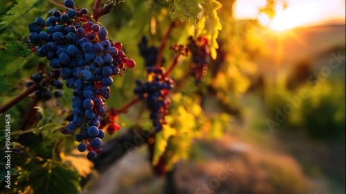 sangiovese. Deep red Sangiovese grapes ripening on the vine in a vineyard at sunset. inspiring travel planning, menu design, designed for culinary blogs and recipe cards for restaurants.