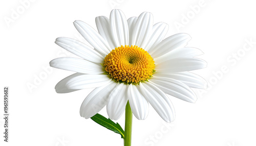 A close-up, isolated shot of a single white daisy with a yellow center on a white background, showcasing its delicate petals and vibrant color