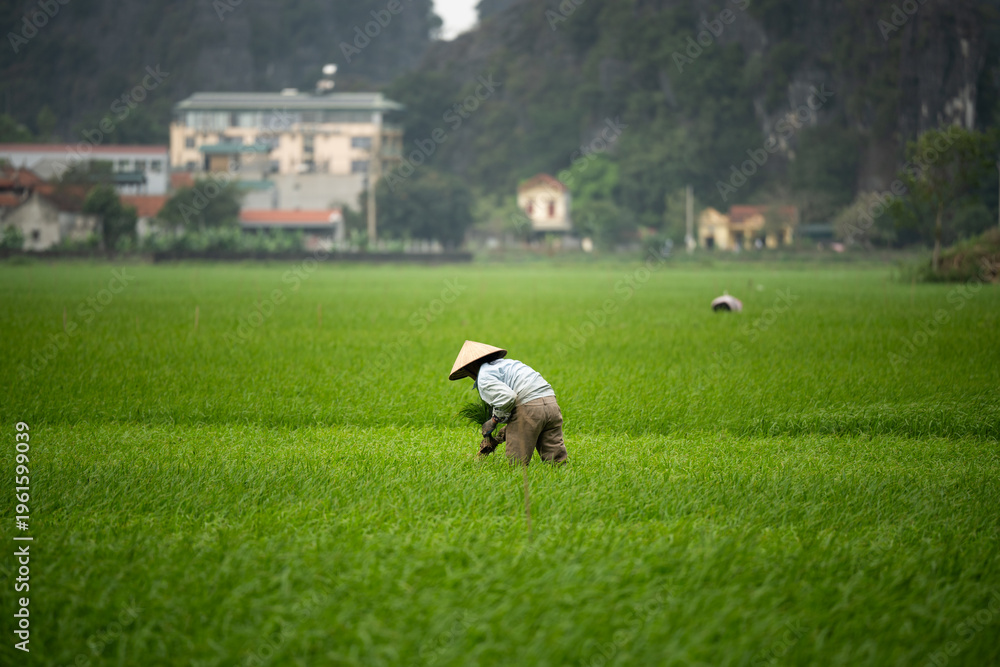 Obraz premium Local Vietnamese person farm worker in conical hat working at fields in countryside. Farmer standing in middle of lush green rice plantation, growing rice, taking care of sprouts and thins out grass.