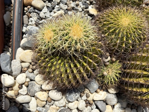 cactus in the garden