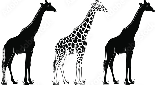 Stylized illustration of three giraffes on grass, including detailed spotted coat and silhouette versions, symbolizing wildlife artwork, animal design, nature creativity, and zoological projects