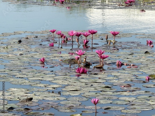 lotus flower in the pond