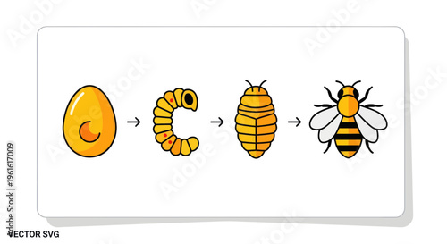 Bee Life Cycle Stages: Egg, Larva, Pupa, Adult Bee