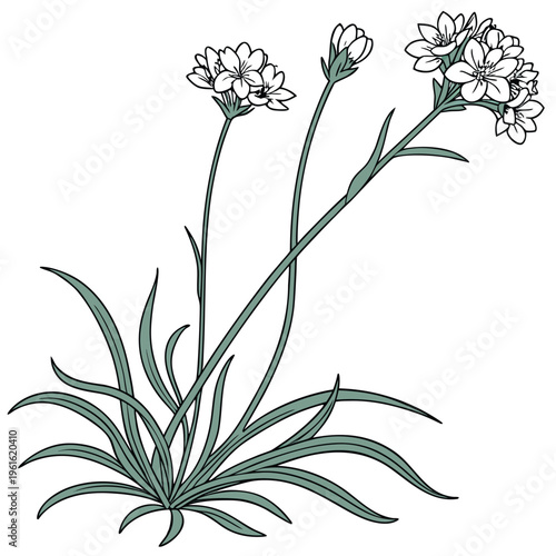sea thrift white flower line art