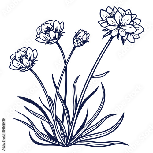sea thrift white line art vector