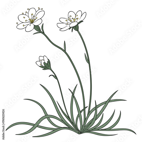 sea thrift white flower