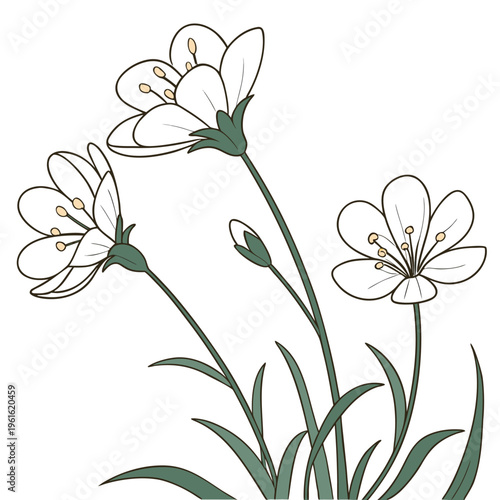 sea thrift white vector flower