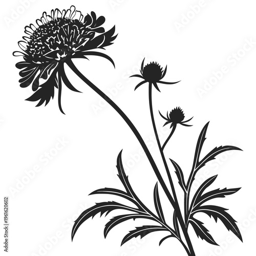 silhouette of scabiosa pincushion flower