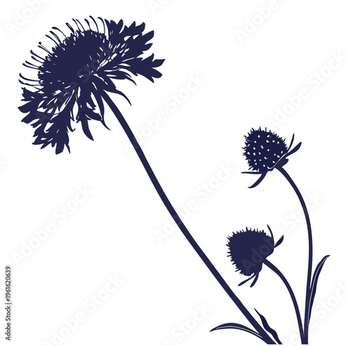 scabiosa pincushion silhouette on white bacgkround