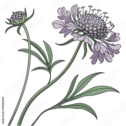 scabiosa pincushion flower vector