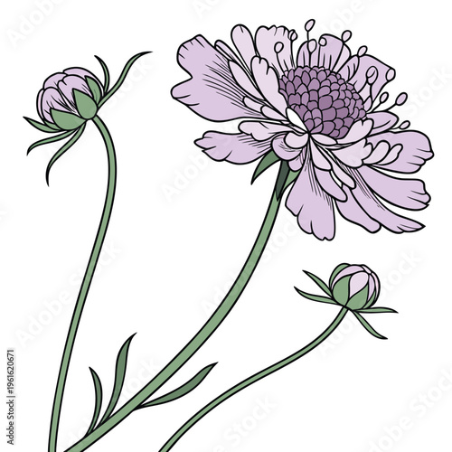 scabiosa pincushion on white background
