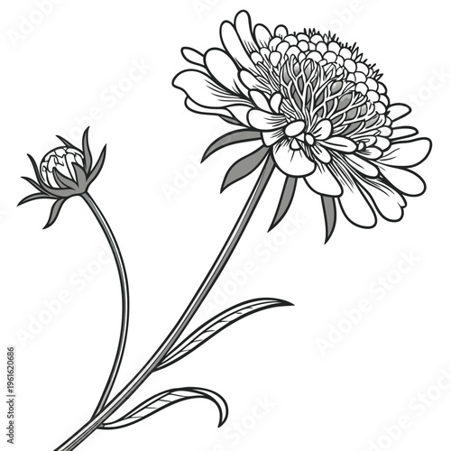 scabiosa pincushion flower vector line art on white background