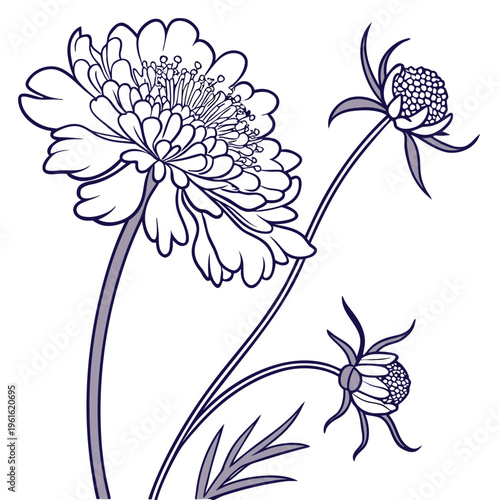 scabiosa pincushion line art vector flower