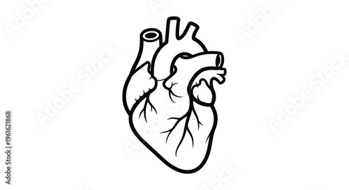 Detailed anatomical illustration of a human heart in a simple black outline style for medical education and cardiology healthcare information.