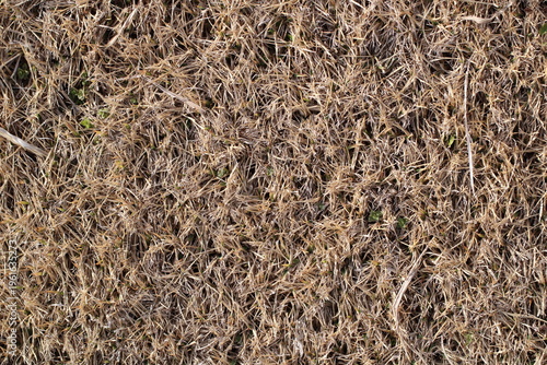 冬の庭に広がる枯れた芝生の背景
