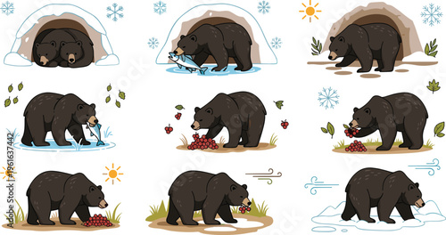 Bear seasonal activities vector set showing wildlife behavior in winter, spring, summer and autumn with nature elements and food gathering scenes