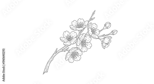 Delicate cherry blossom branch line art with flowers and buds