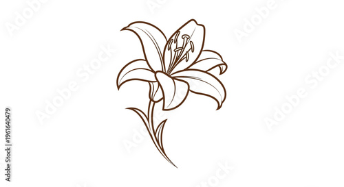 Elegant lily flower line art illustration on white
