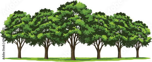 Lush green tree row vector illustration forest landscape isolated on white background natural woodland park scenery botanical plant clipart