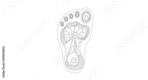Anatomical Illustration of a Human Foot Sole with Internal Structures