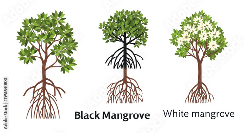 Illustration of Black and White Mangrove Trees with Exposed Roots