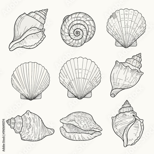 Collection of nine hand-drawn seashell sketches featuring conch shells, scallops, and spiral snail shells in black and white line art style isolated on a plain white background.