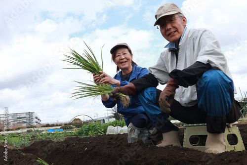ネギの苗を植えるシニア夫婦