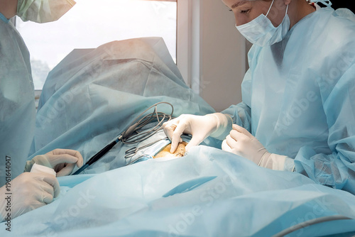 Canvastavla Woman veterinary surgeon, wearing scrubs and gloves, is focused on operating on a cat